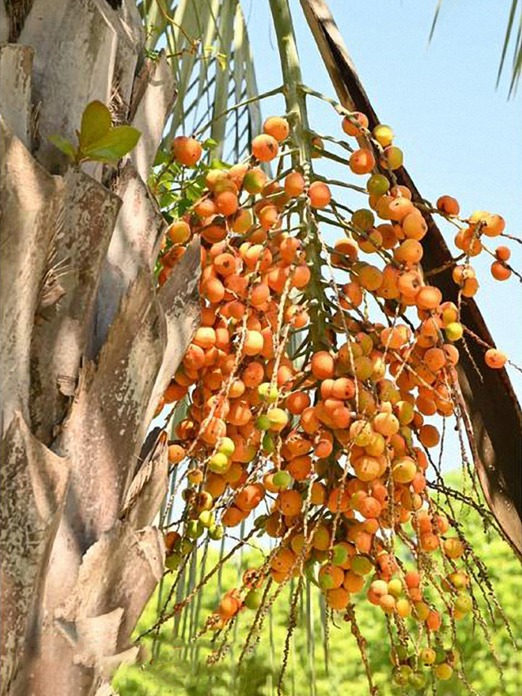 Jelly Palm (Butia odorata)