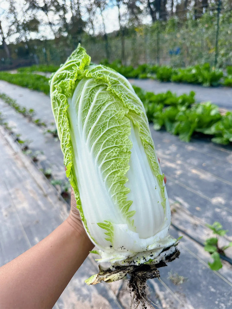 Quanfu Baby Cabbage