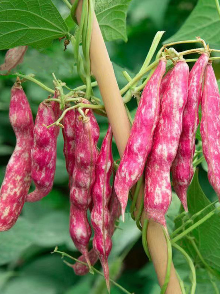 Red Golden Hook Kidney Beans