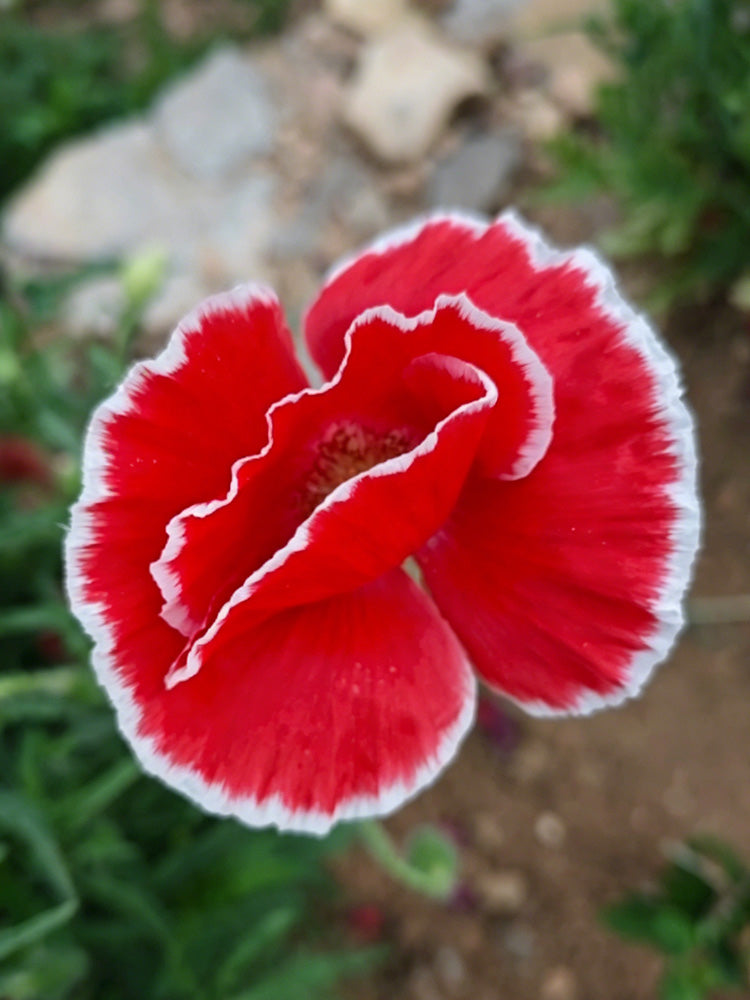 Red with White Edge Corn Poppy