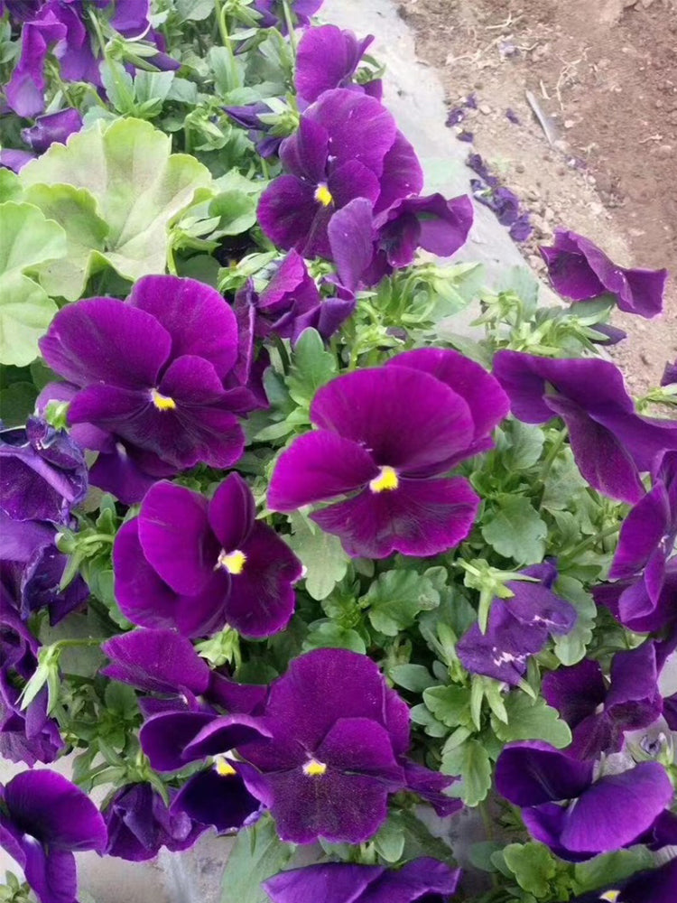 Super Bingo Series Purple Pansy (Viola × wittrockiana)