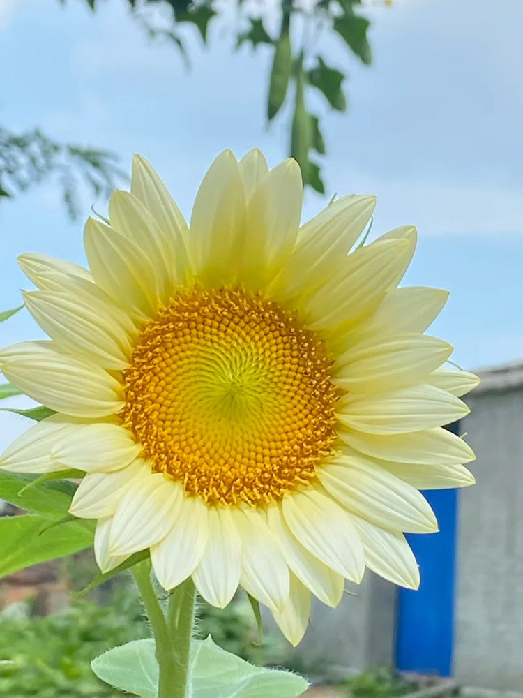 'White Moonlight' Sunflower