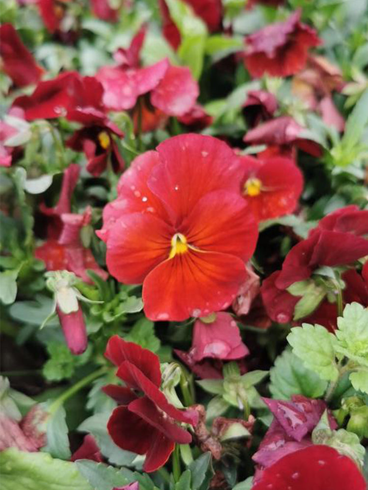 Super Bingo Series Red Pansy (Viola × wittrockiana)