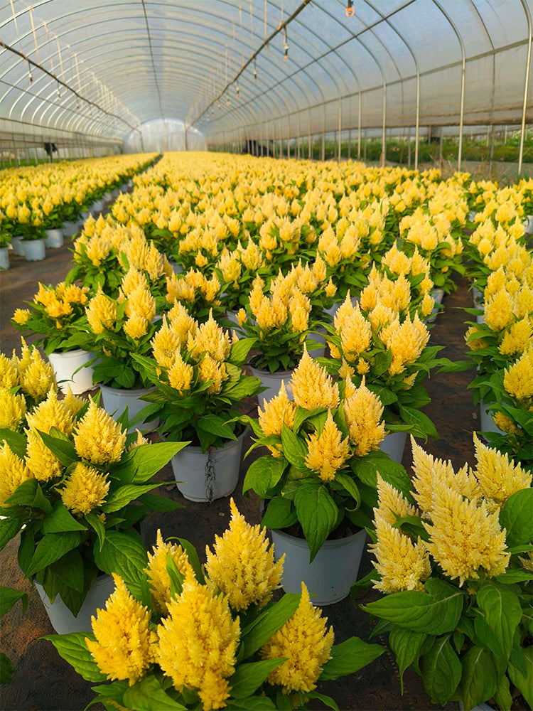 Hezhichun Yellow Feathered Cockscomb