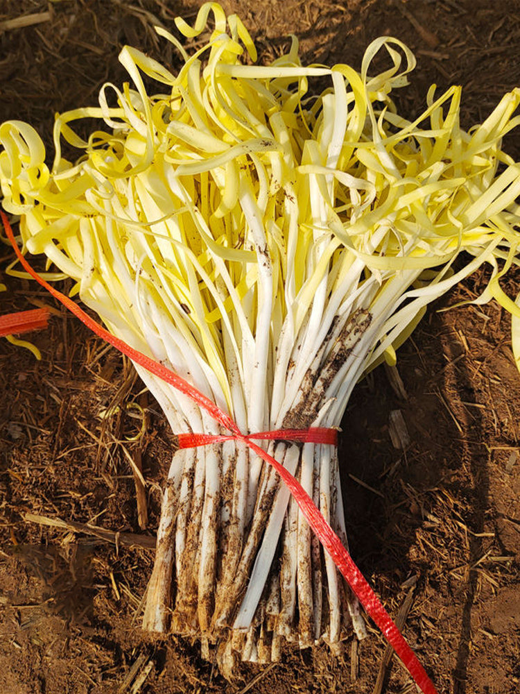 Huangxiangjiuwang Yellow Chives