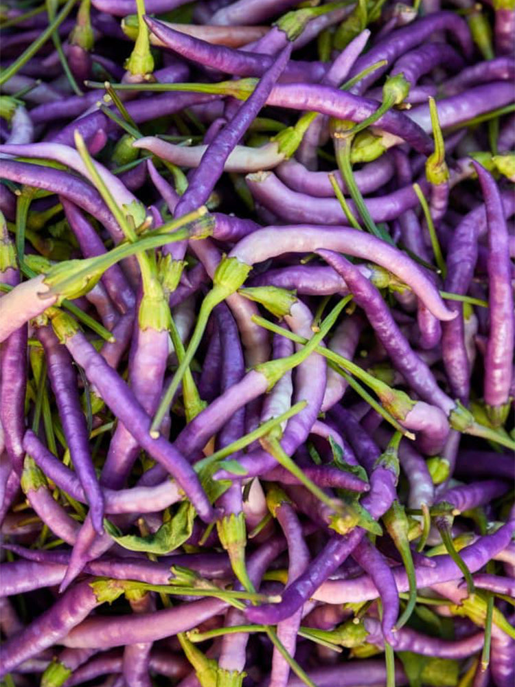 Cayenne Purple Pepper