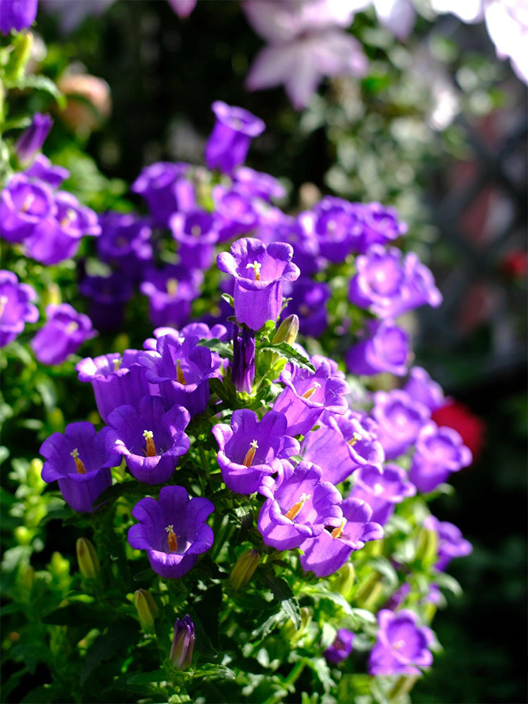 Canterbury Bells, Purple