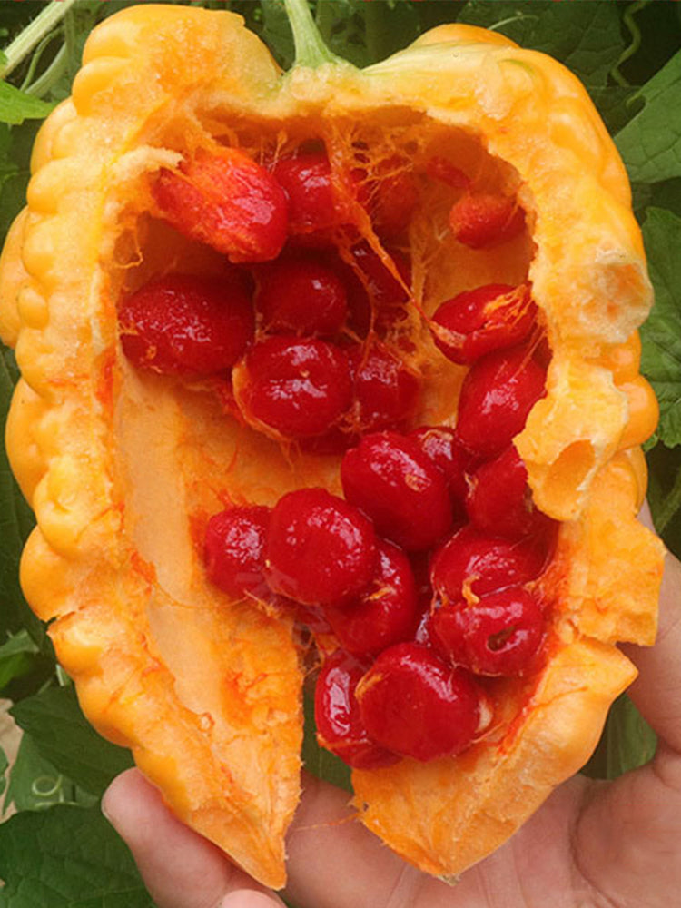 Apple-Type Bitter Melon