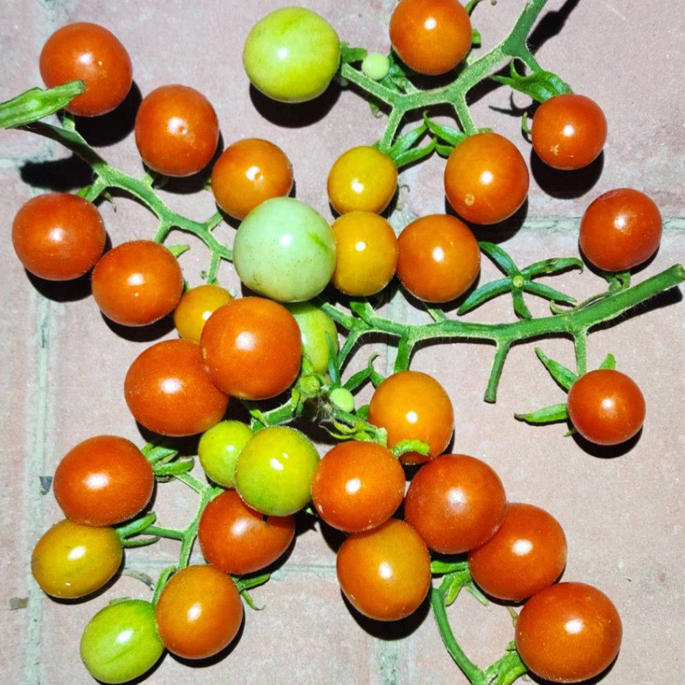 198 Pofijisti Cherry Tomato