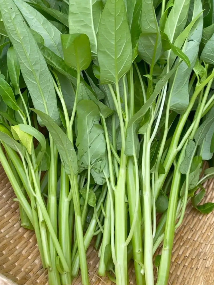 Three-Forked Water Spinach