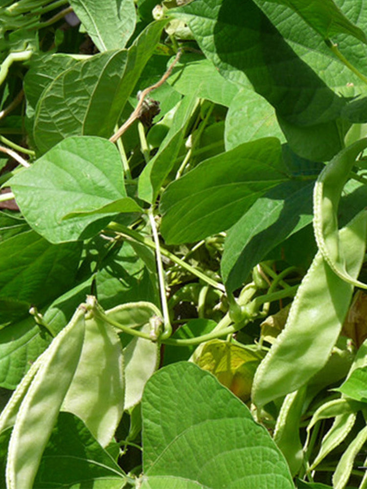 Green Hyacinth Beans