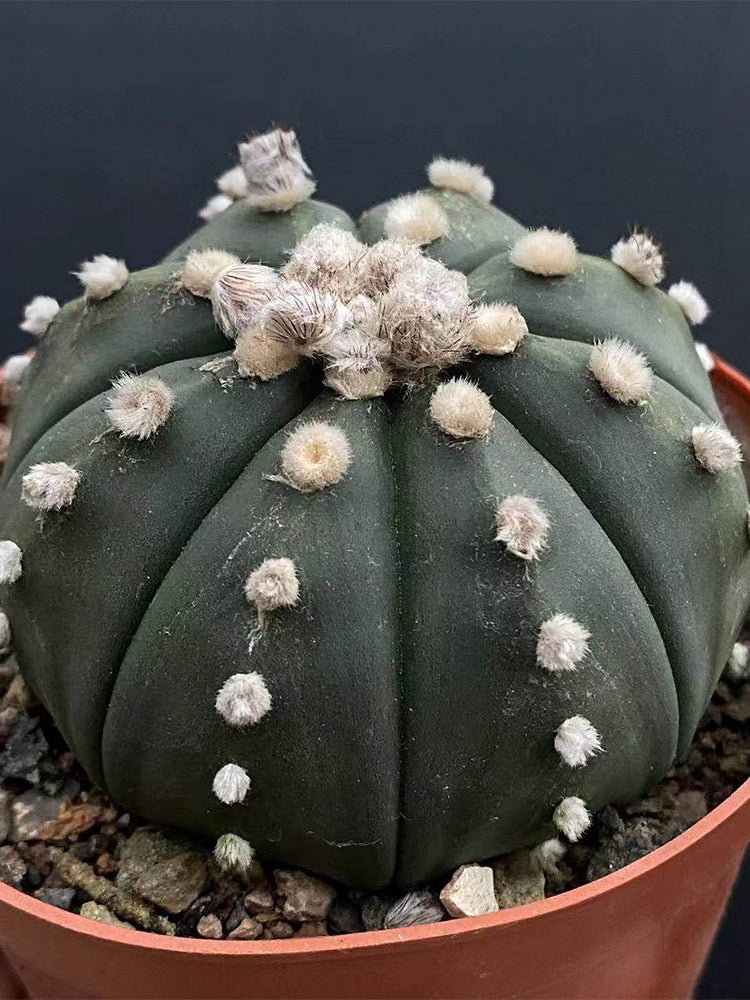Astrophytum asterias