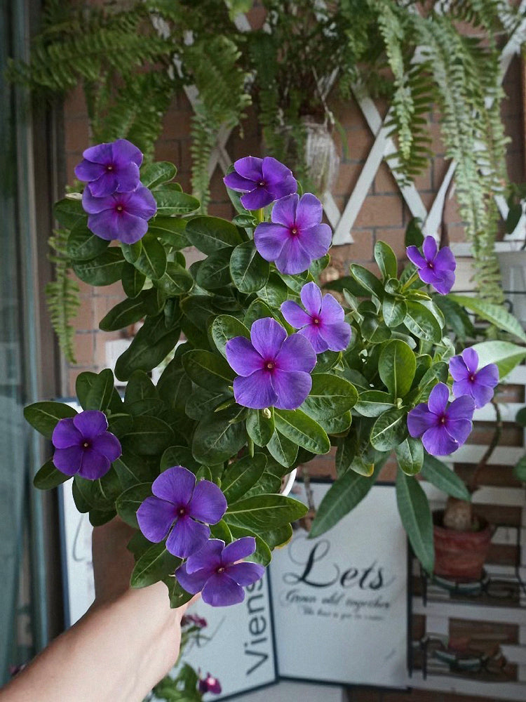 Blue Madagascar Periwinkle (Catharanthus roseus)