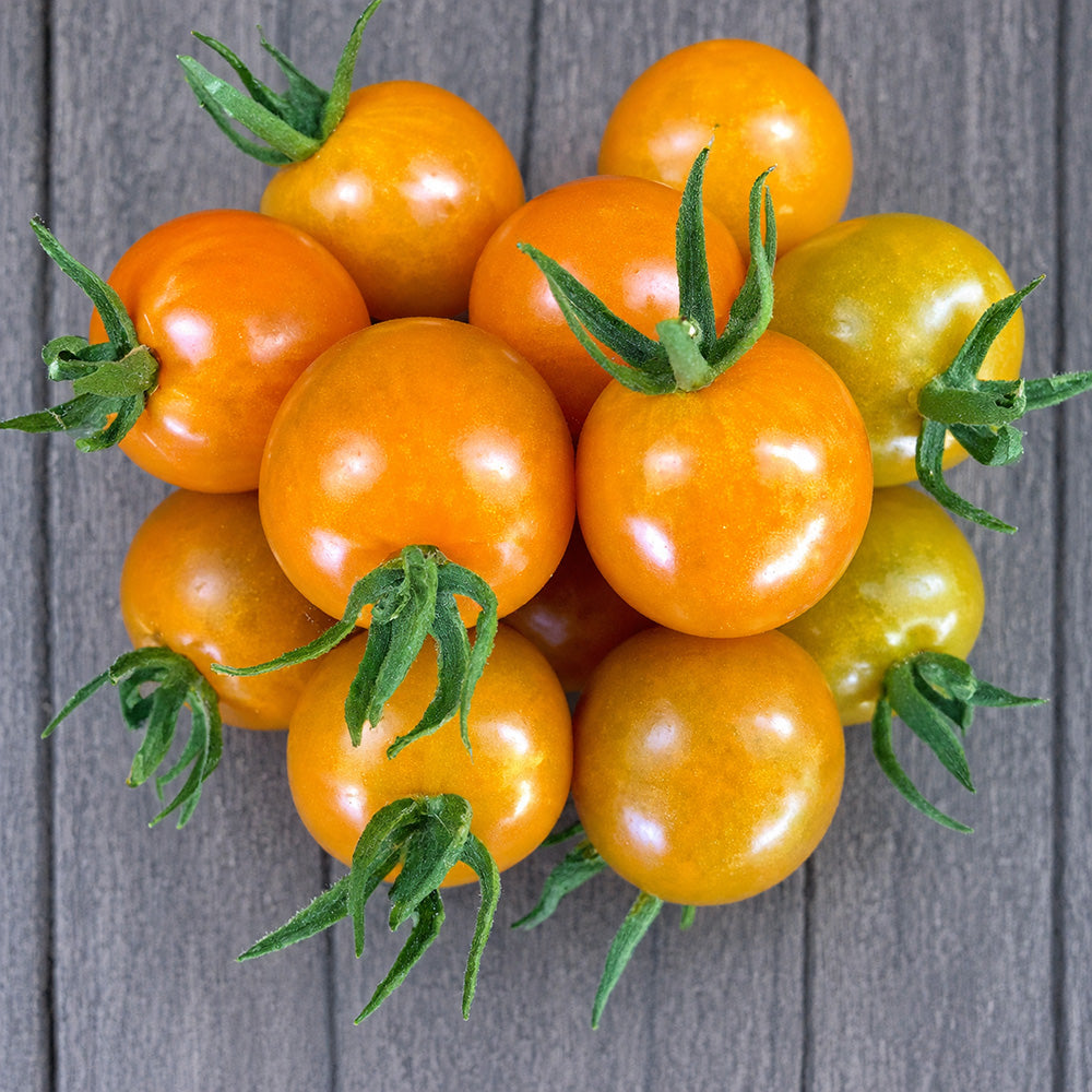 82 Santiam Sunrise Tomato