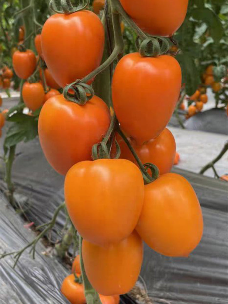 Yellow Roman Tomato