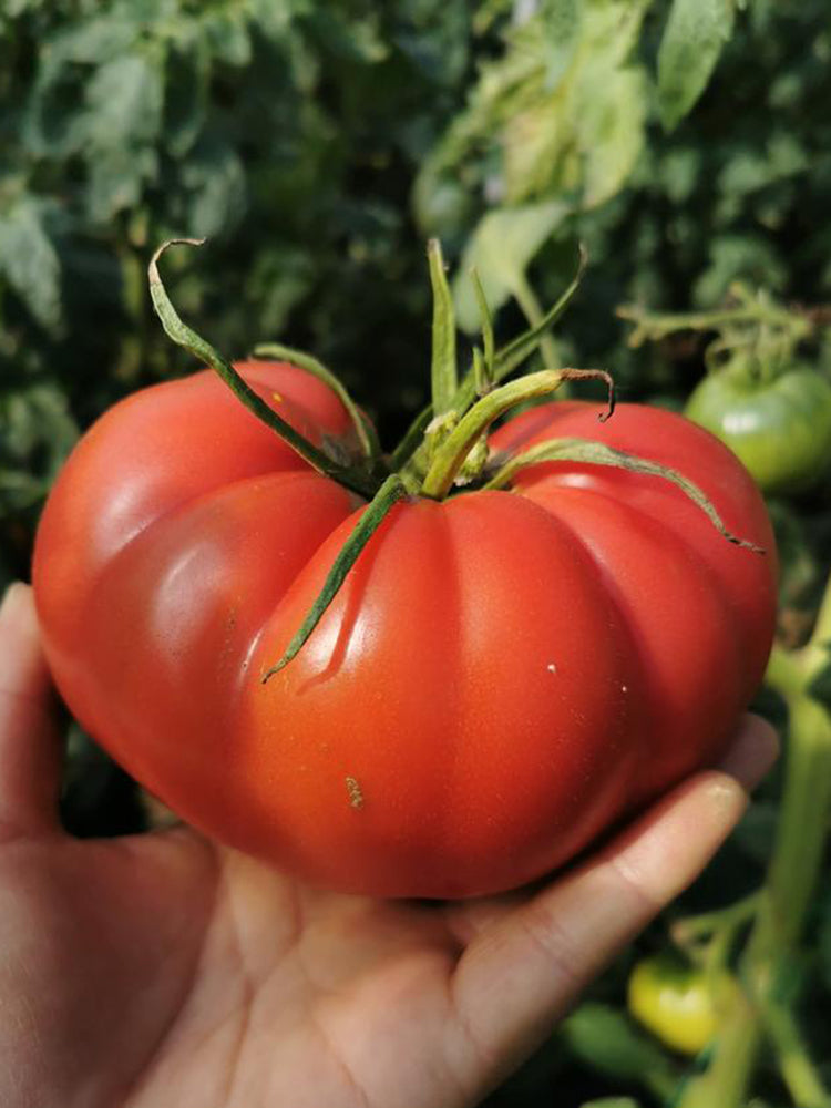 Giant Steak Tomato