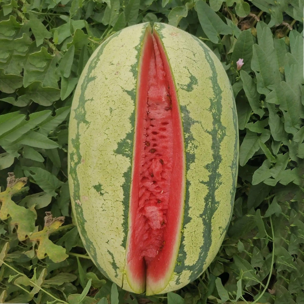 5 Bags (30 Seeds / Bag) of 'Idler King' Watermelon Seeds