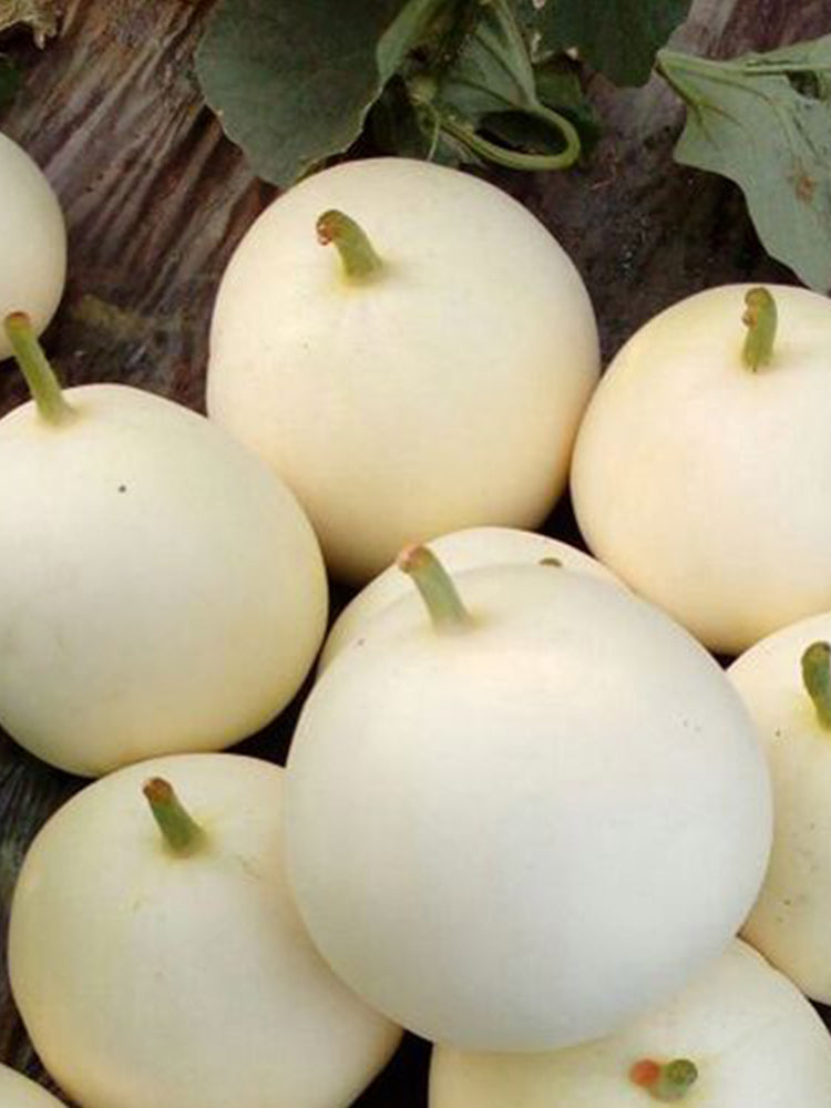 White Honey Melon