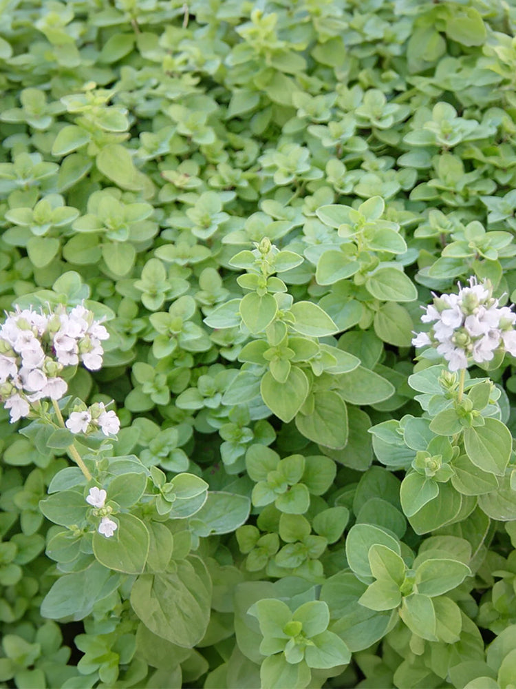 American Sweet Marjoram (Origanum majorana)