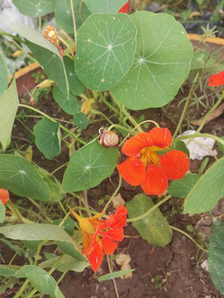 Royal Scarlet' Red Nasturtium (Tropaeolum majus)