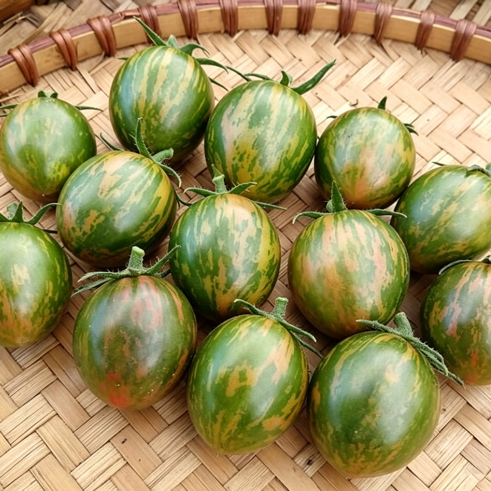 809 Green Bumble Bee Tomato