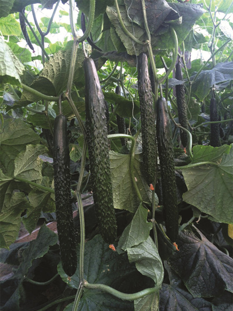 'Holland Spring-Autumn Shiny Pioneer' F1 Cucumbers