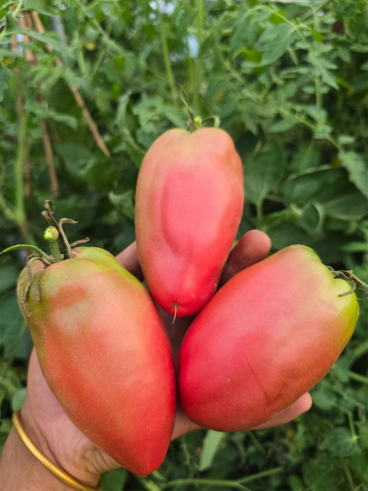 Chocolate Chips Tomato