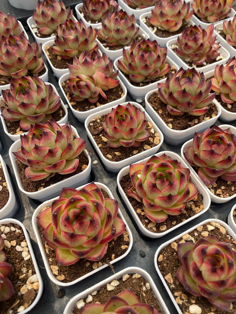 Echeveria cv. 'Gilva'