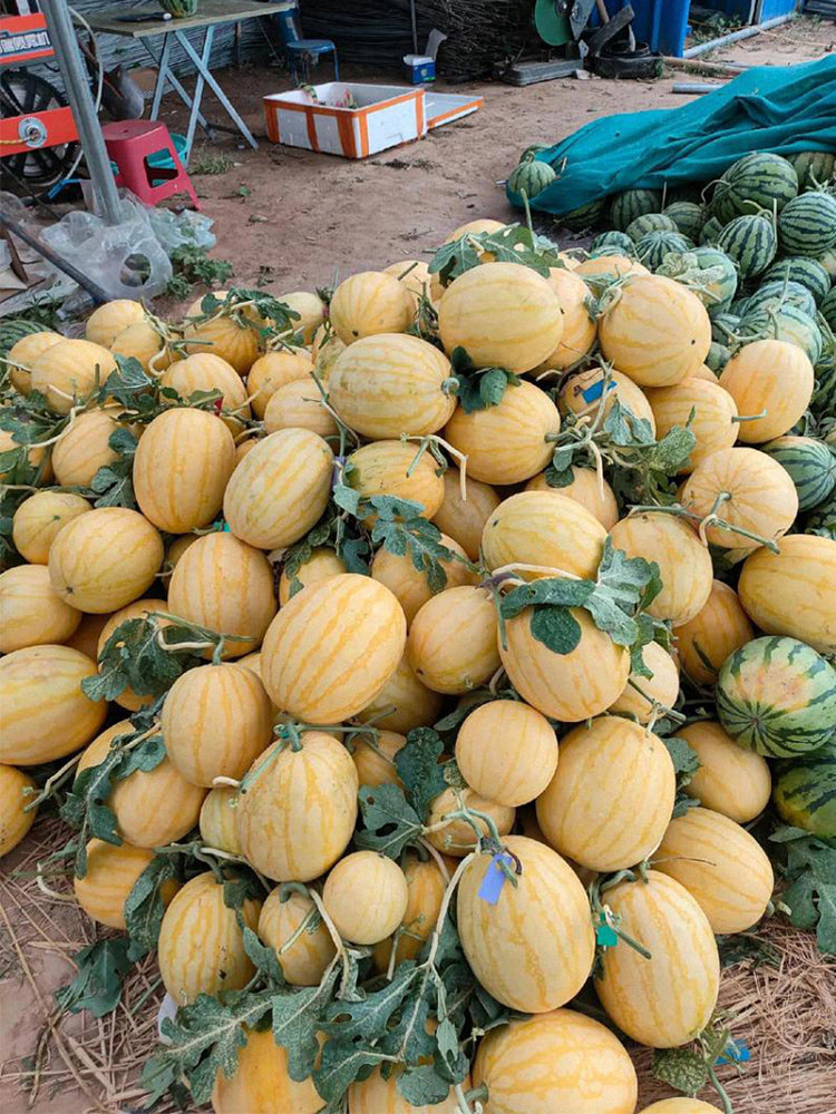 Golden No.3 Watermelons
