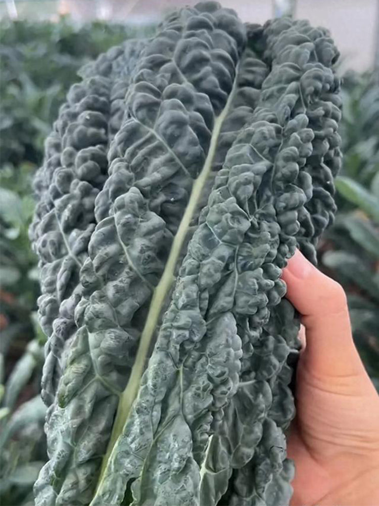 Lacinato Kale (Brassica oleracea var. palmifolia)