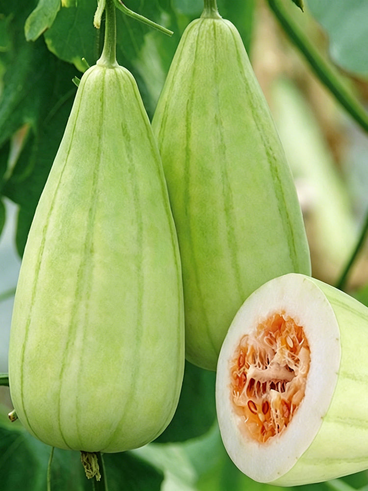 Ox Horn King Melon