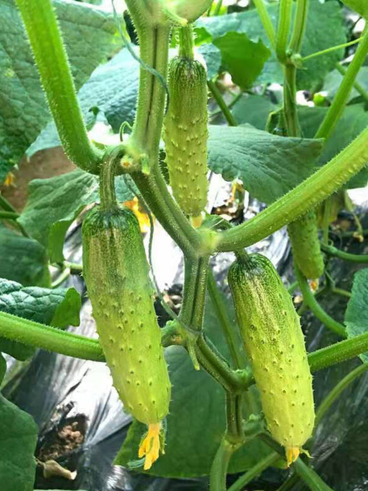 Dutch cucumbers for pickling
