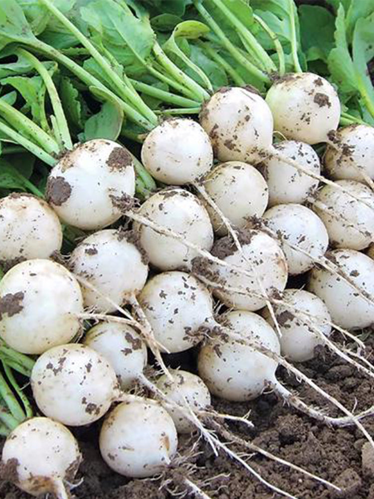 White Cherry Radish