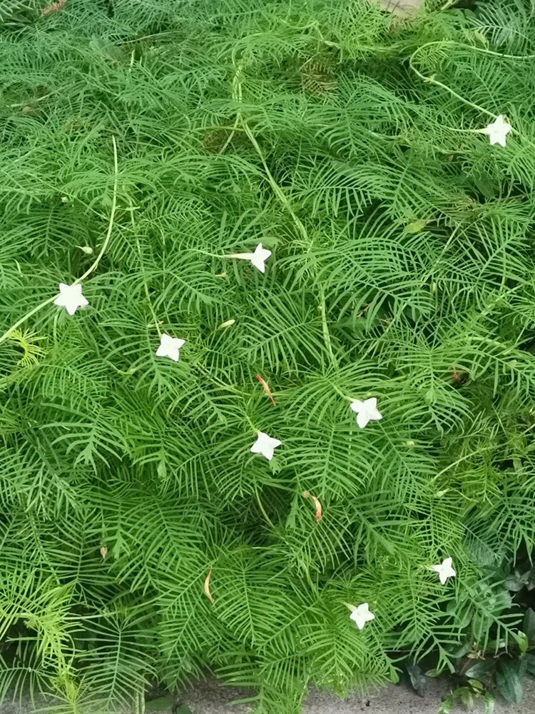 White Cypress Vine