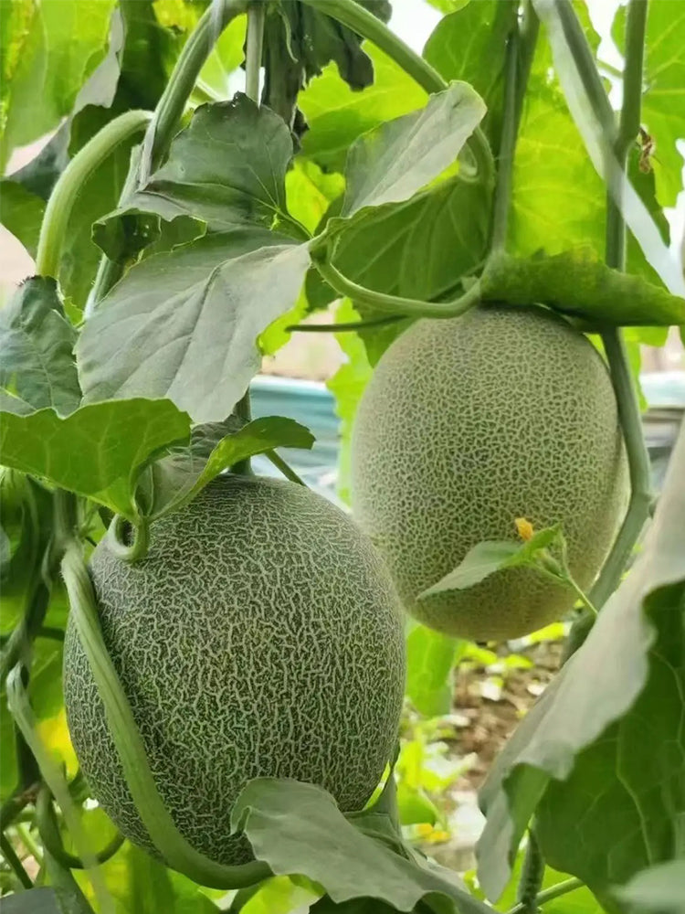 Hami Melons