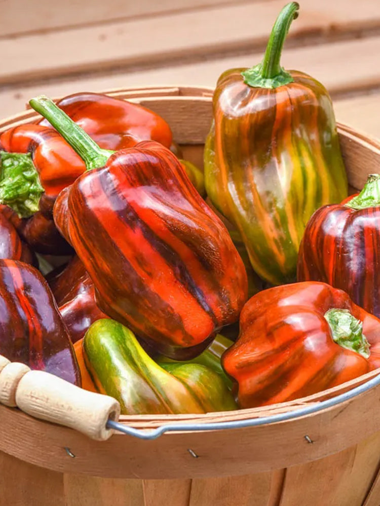'Candy' Sweet Pepper