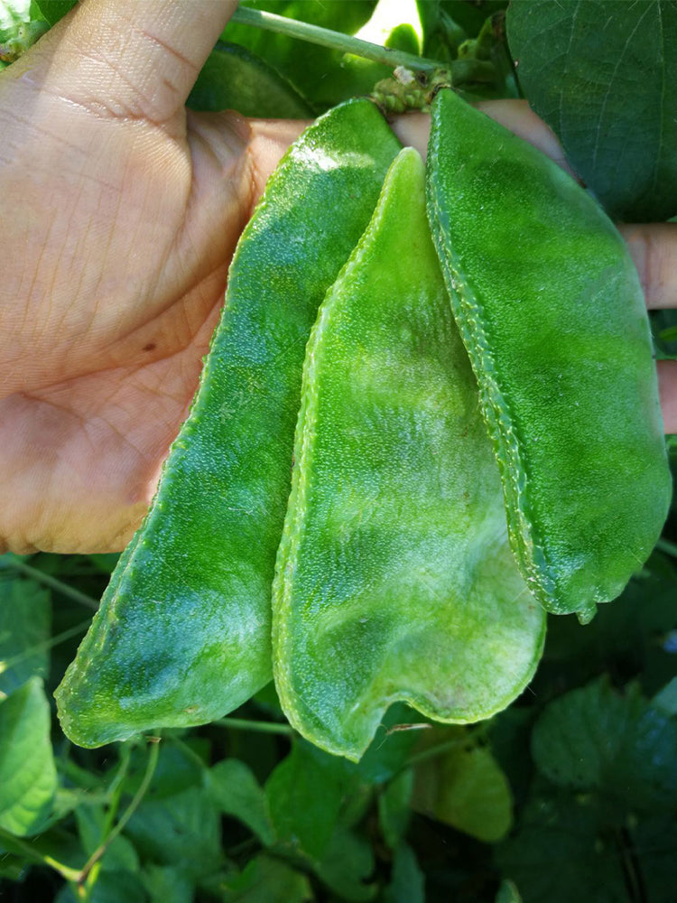 Pig-ear-shaped Hyacinth Bean