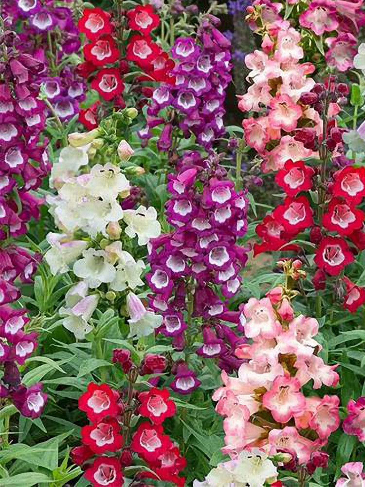 Hybrid Beardtongue (Penstemon hybridus)