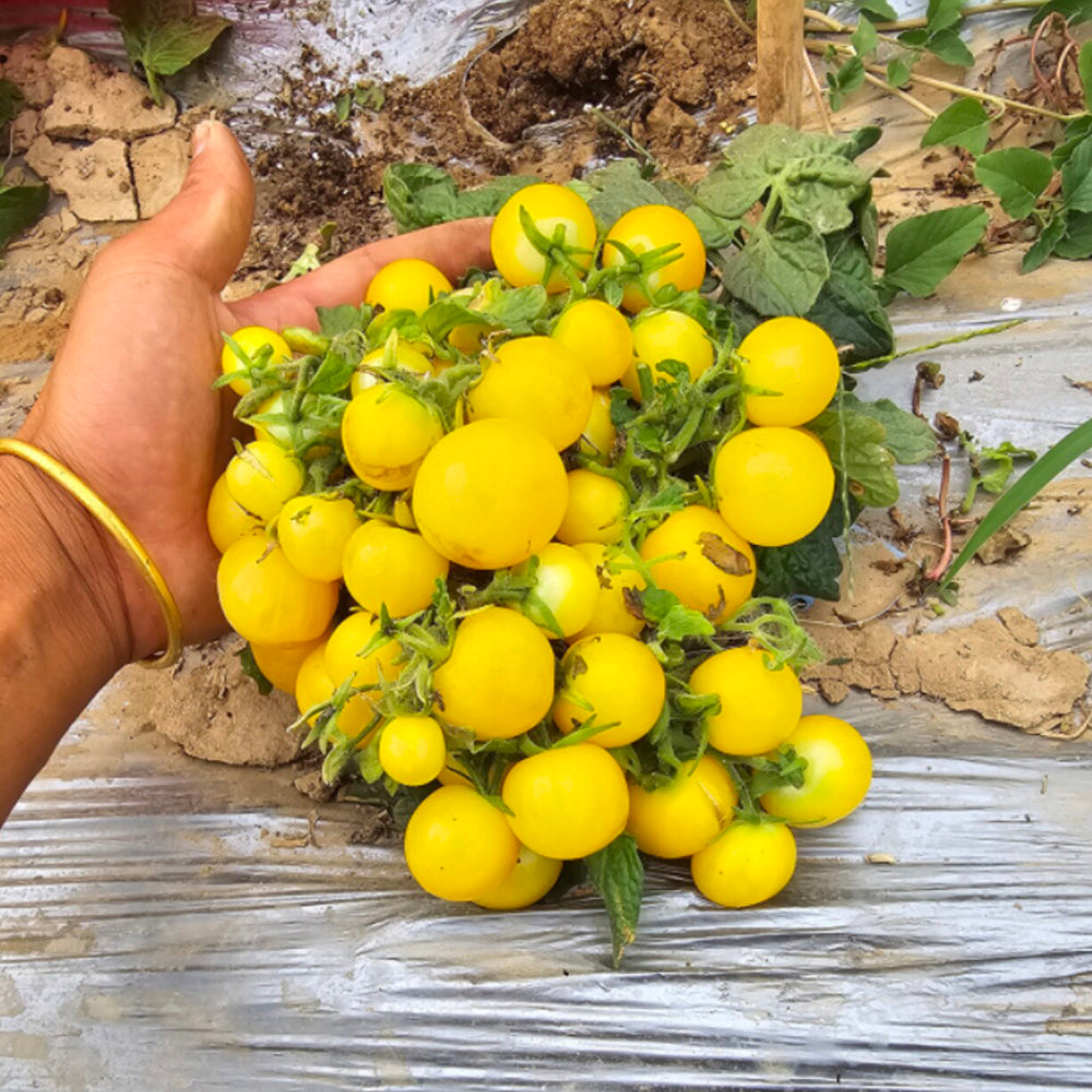 767 Micro Dwarf Birdie Jaune Tomato