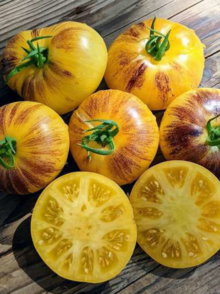 "Rebel Starfighter Kayleigh Anne" Tomatoes