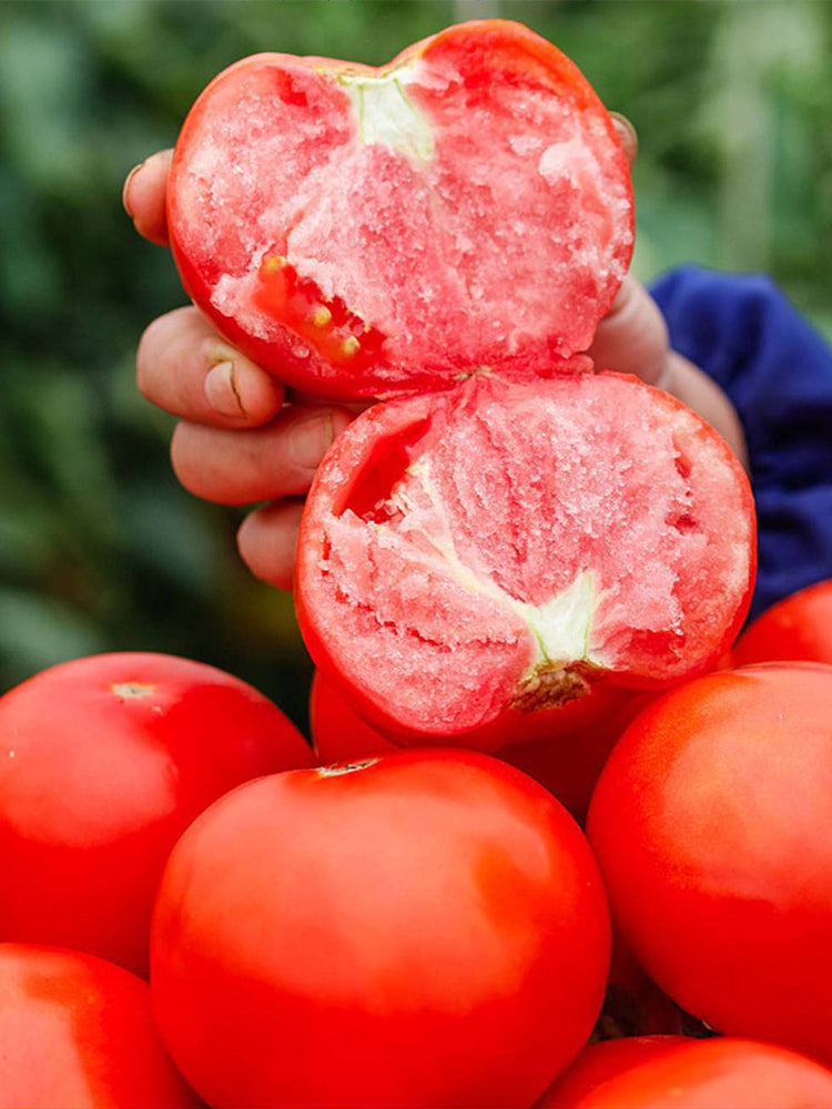Provence Tomato