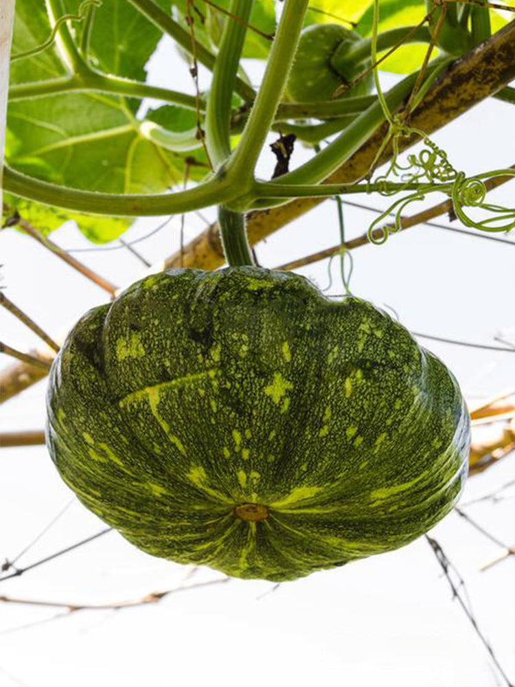 Mibei 306 Pumpkins