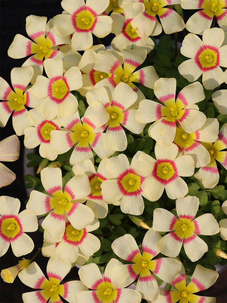 Oxalis obtusa Series Bulb - 'Cockatiel'