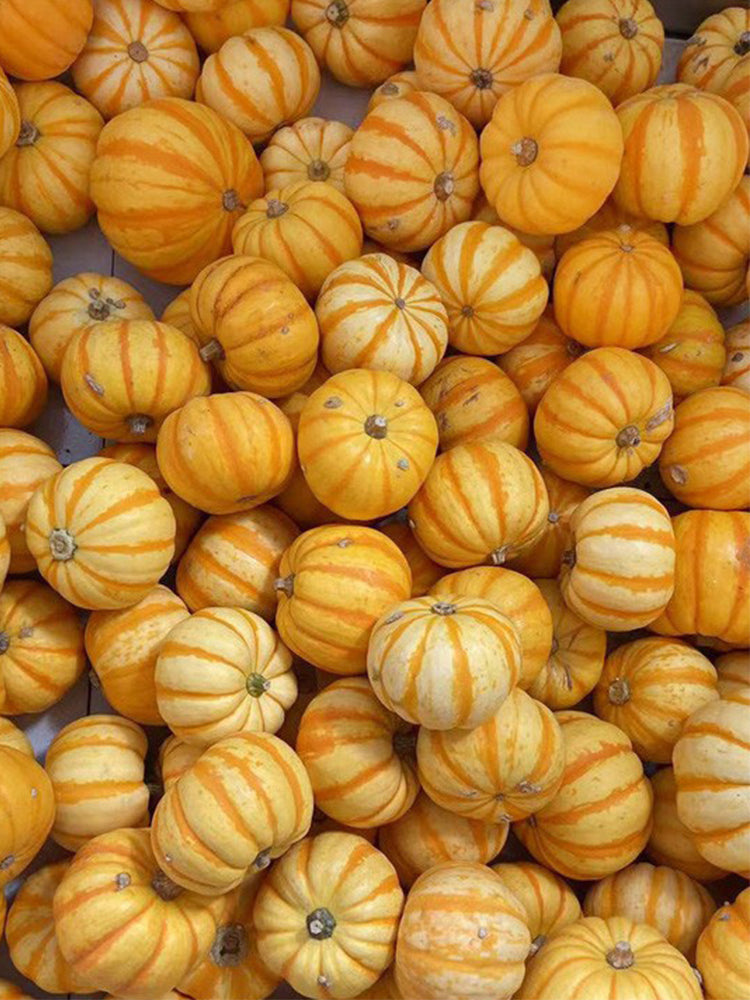 Yellow Beibei Pumpkins
