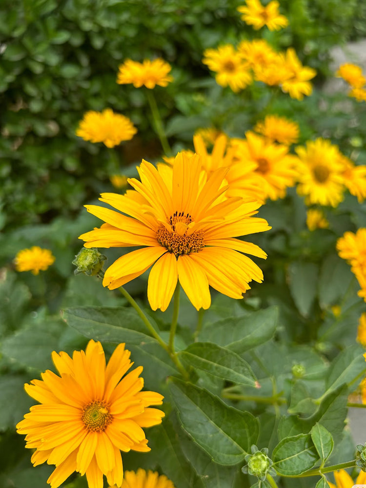 Heliopsis helianthoides
