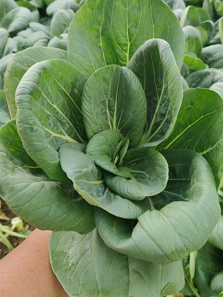 'Aijiaoqing' Bok Choy