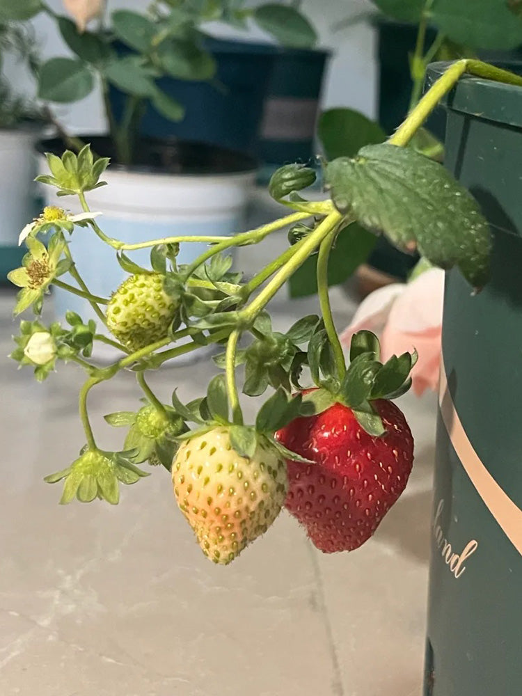 Four Seasons Cream Strawberry