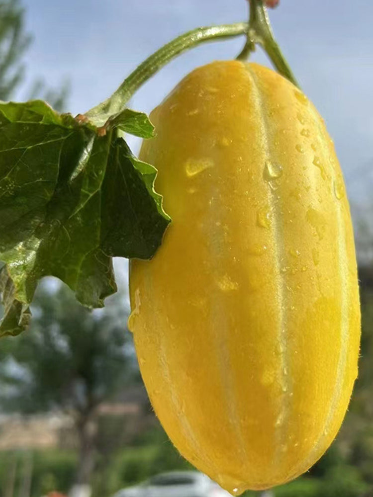Golden Honey Melon