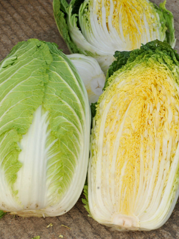 Golden Phoenix Chinese Cabbage