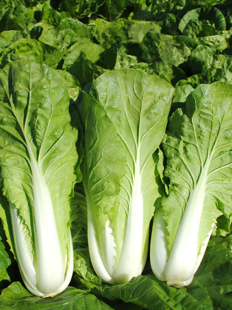 'Fushi' Fast-Growing Chinese Cabbage